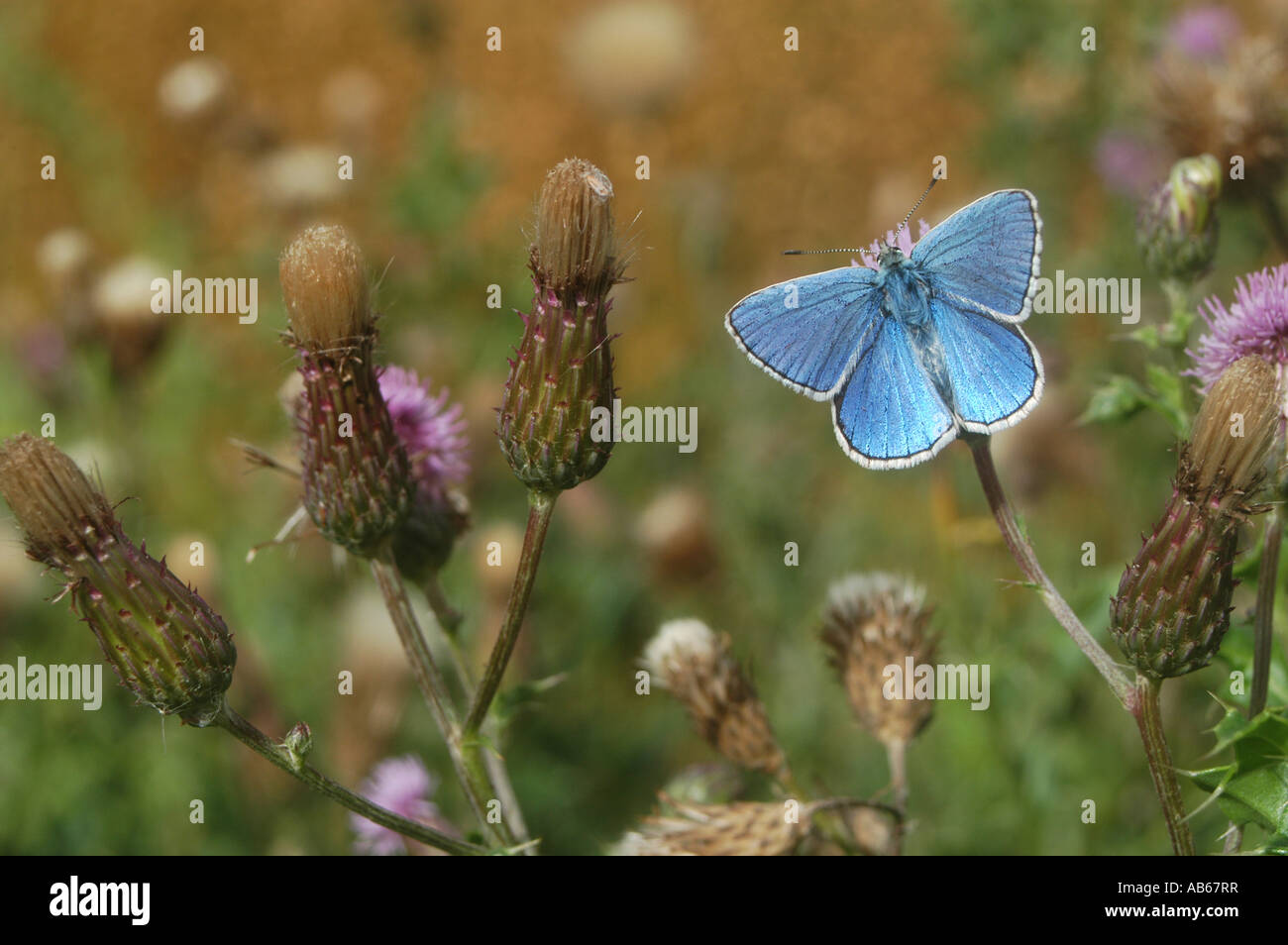 Adonis blauer Schmetterling, Isle Of Wight, Sommer Stockfoto