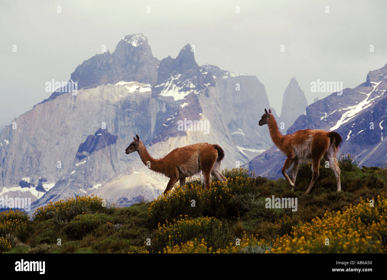 Herde von GUANAKOS Lama Guanicoe im TORRES DEL PAINE Nationalpark mit Anden-Gipfel hinter Patagonien CHILE Stockfoto