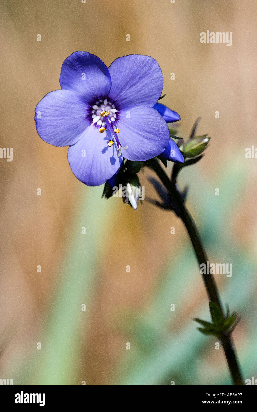 Polemonium Caeruleum Blume im Garten Potton Bedfordshire mit Aquarell-Filter in photoshop Stockfoto