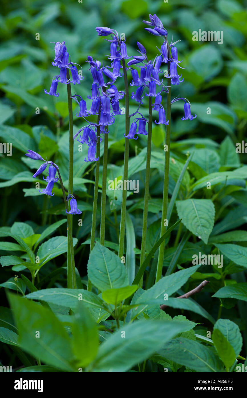 Bluebell Hyacinthoides non Scripta auch bekannt als Wild Hyazinthe nette Gruppe wächst in Waresley Holz cambridgeshire Stockfoto