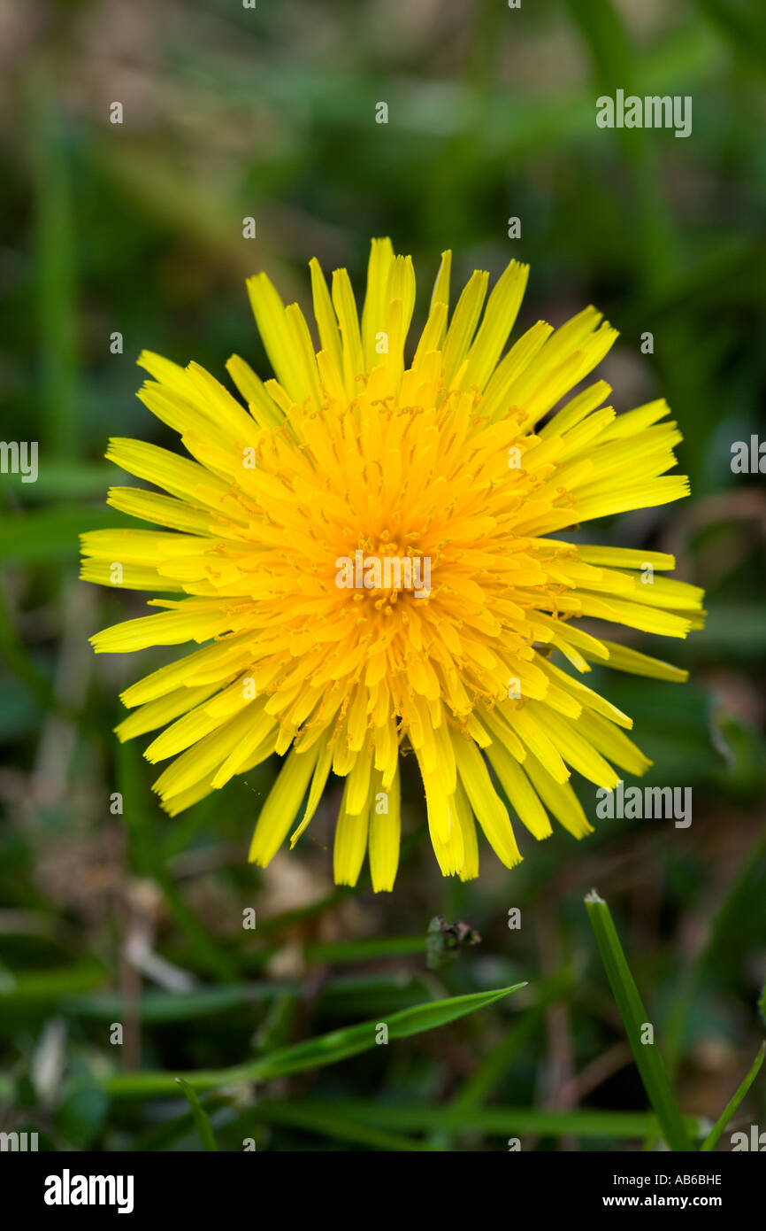 Löwenzahn Taraxacum Officinale Blume Detail Ansicht Potton bedfordshire Stockfoto