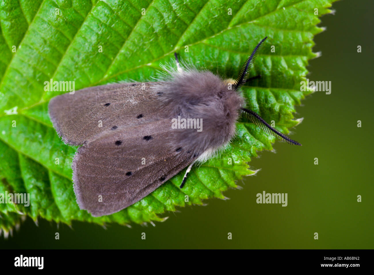 Musselin Moth Diaphora Mendica auf Blatt Potton bedfordshire Stockfoto