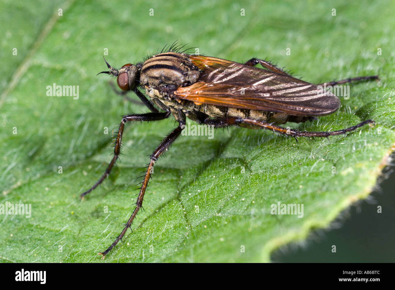 Empis Tessellata Tanz Flie auf Blatt zeigt Details und Markierungen Potton bedfordshire Stockfoto