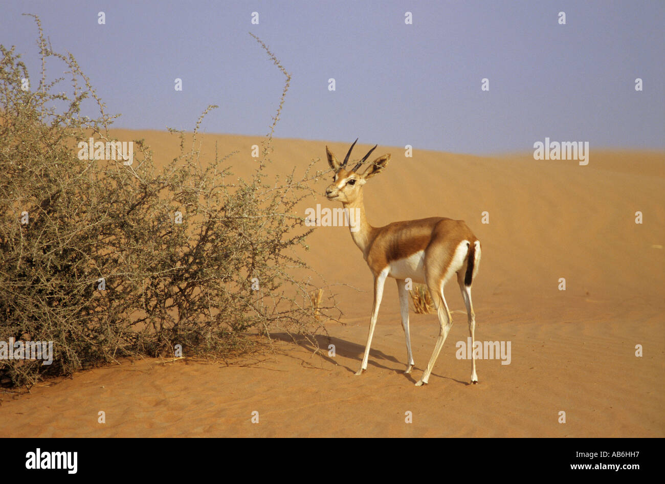 Arabischen Sand Gazelle Gazella Subgutturosa marica Stockfoto