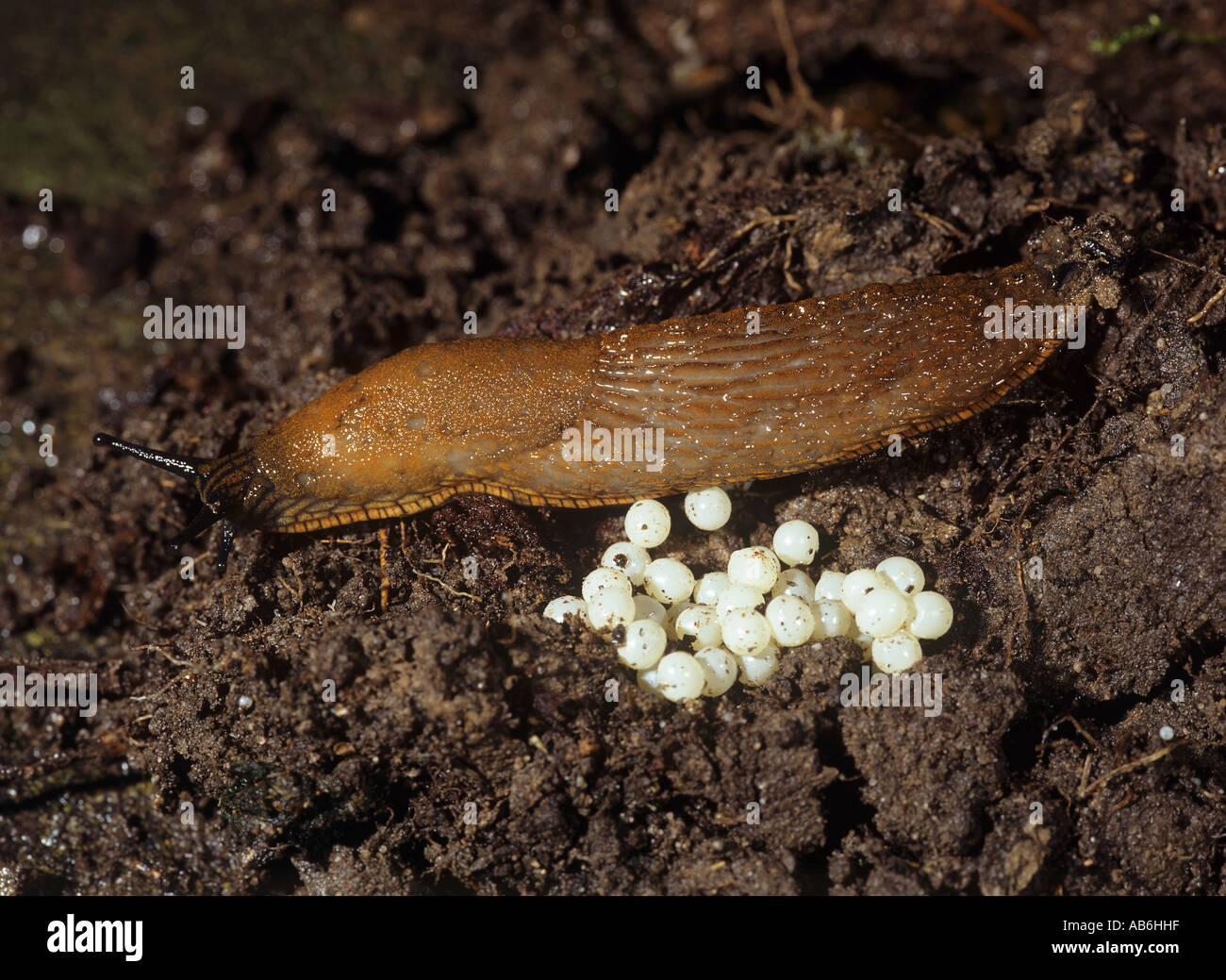 große rote Schnecke mit Eiern Arion rufus Stockfoto