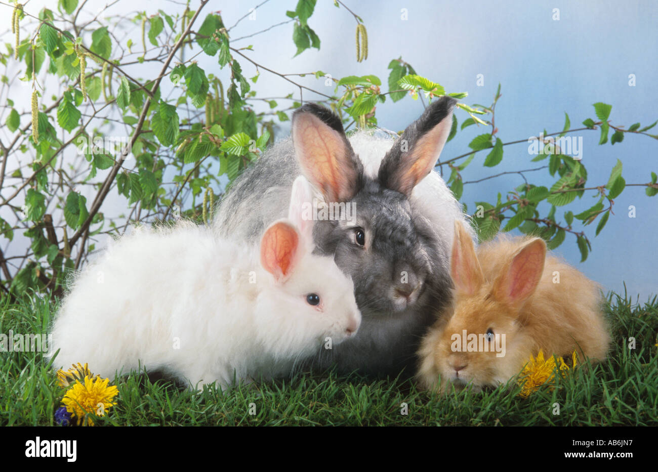 Angora Kaninchen mit zwei jungen Stockfoto