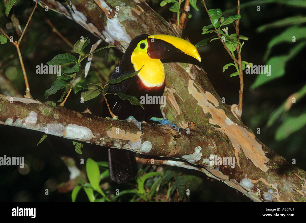 Kastanienkandeliger Toucan (Ramphastos swainsonii) auf Ast. Costa Rica Stockfoto