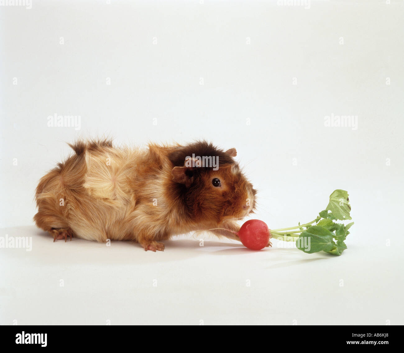 Meerschweinchen mit Rettich / Cavia spp. Stockfoto