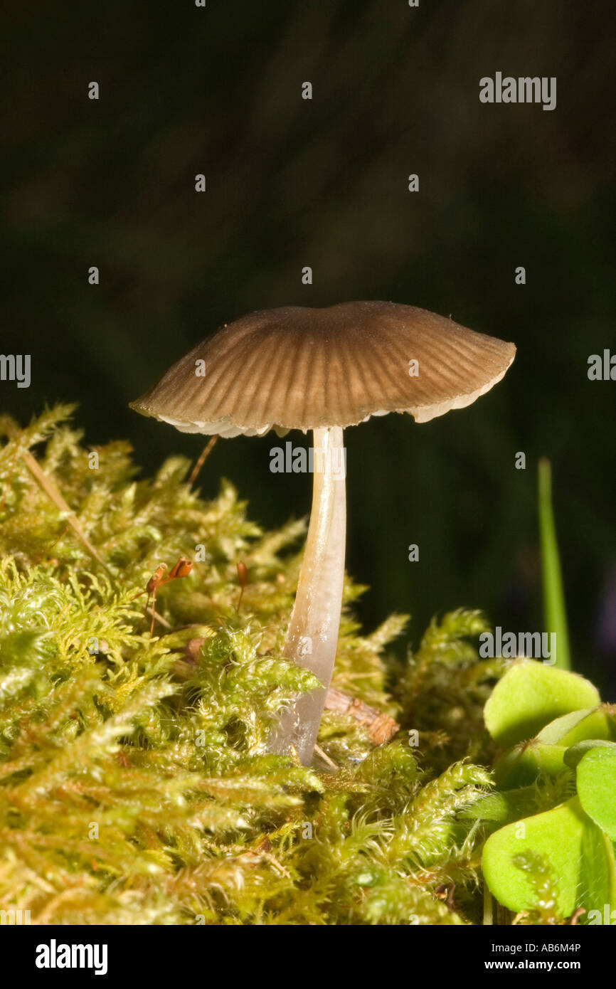 Pilze auf Moos bedeckten Baumstamm Stockfoto