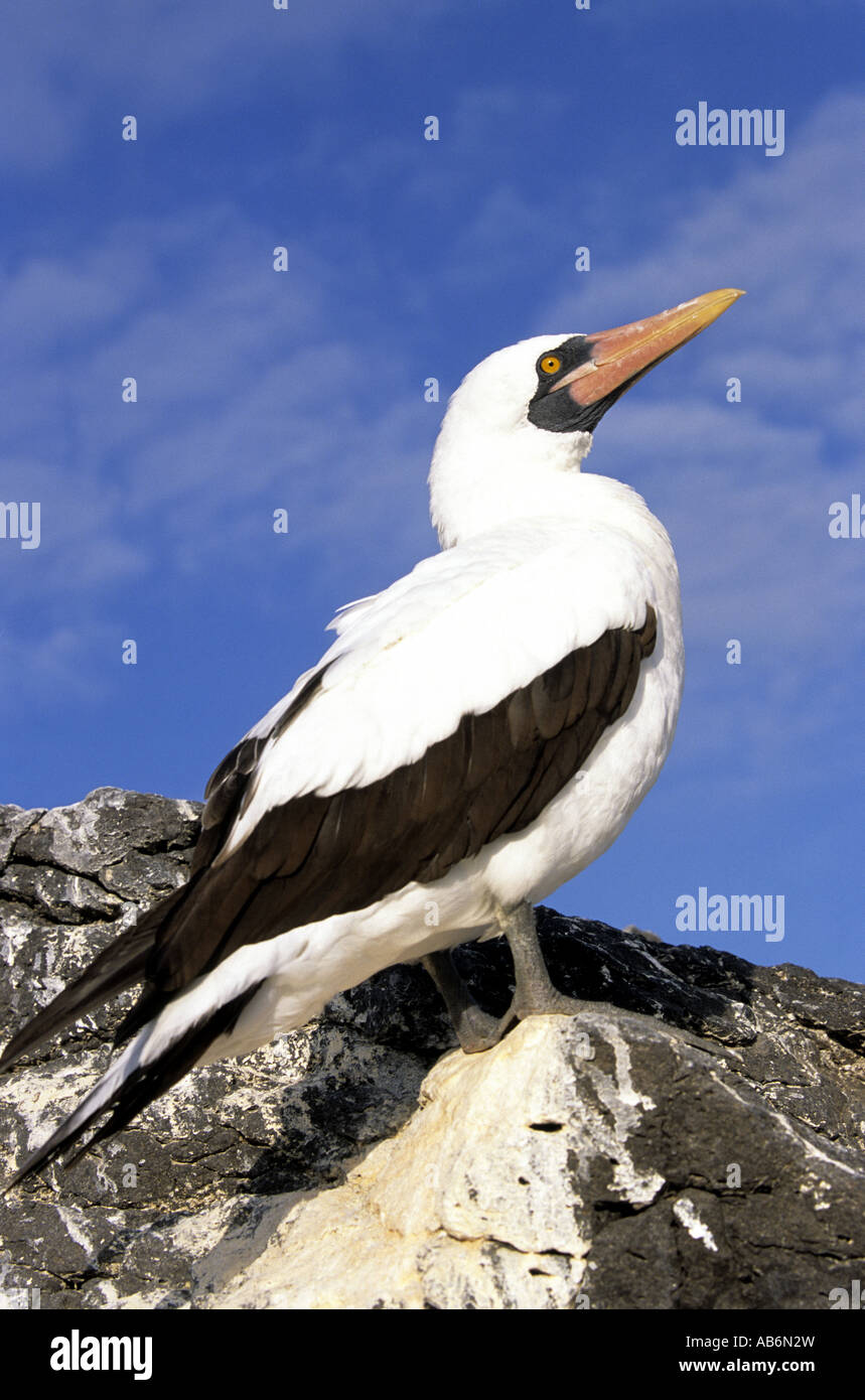 maskiert Sprengfallen Galapagos Inseln Ecuador Südamerika Stockfoto