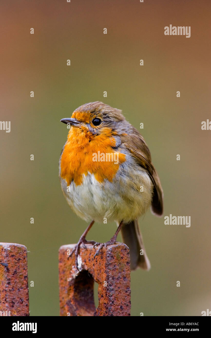 Robin Erithacus Rubecula sitzen auf Bauernhof implementieren Anzeichen von Ware während der Zucht Saison Sutton bedfordshire Stockfoto