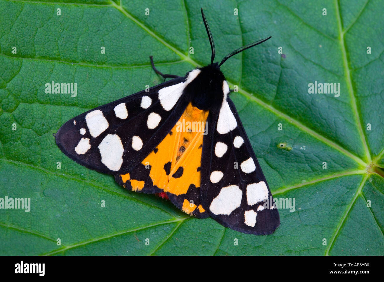 Creme vor Ort Tiger Moth Arctia Villica ruht auf Blatt mit Flügeln teilweise offen zeigen underwing Stockfoto