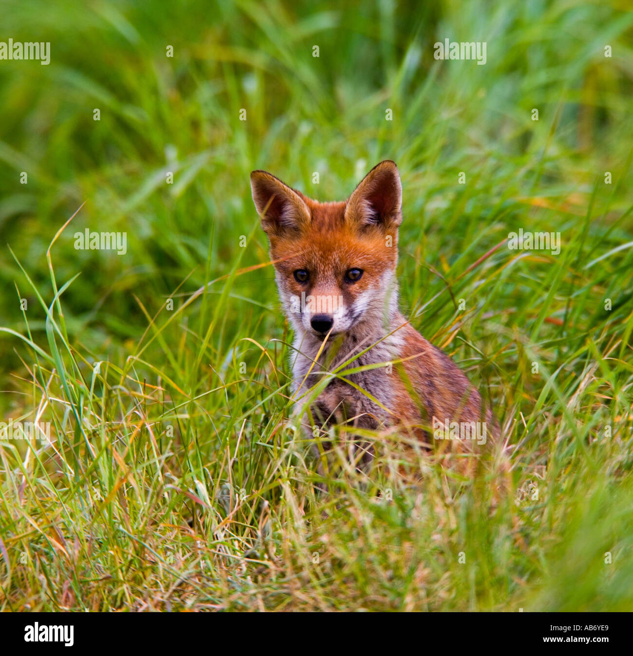 Rotfuchs Vulpes Vulpes sitzen lange Gras suchen alert Potton bedfordshire Stockfoto