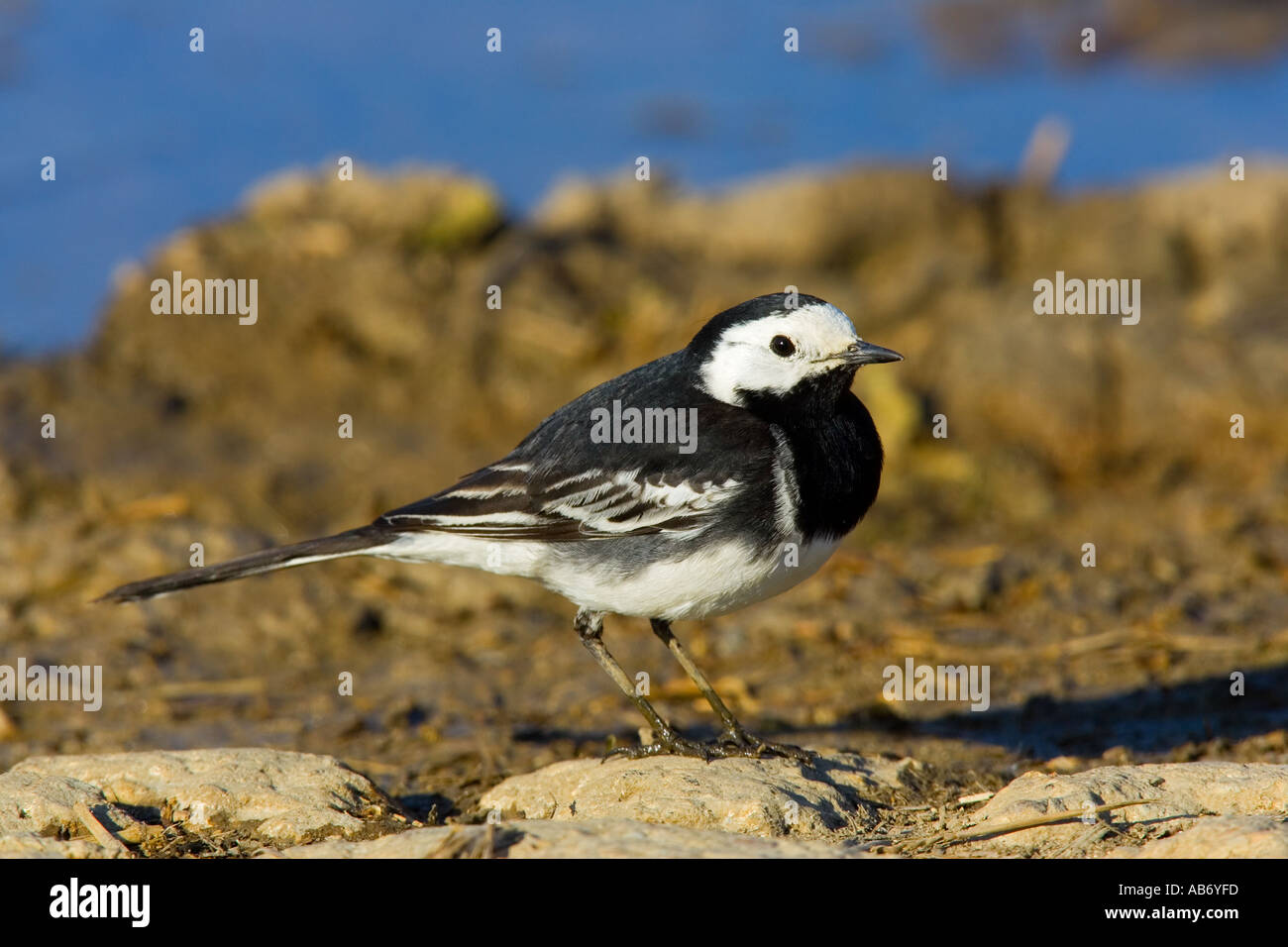 Trauerschnäpper Bachstelze Motacilla Alba stehen im Hof mit Pfütze im Hintergrund Ashwell Hertfordshire Stockfoto