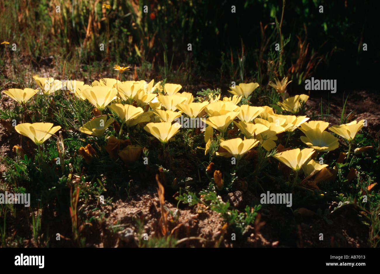 Wildblumen in Namaqualand eine Halbwüste in Südafrika im Frühjahr nach Regenfällen erwacht Stockfoto