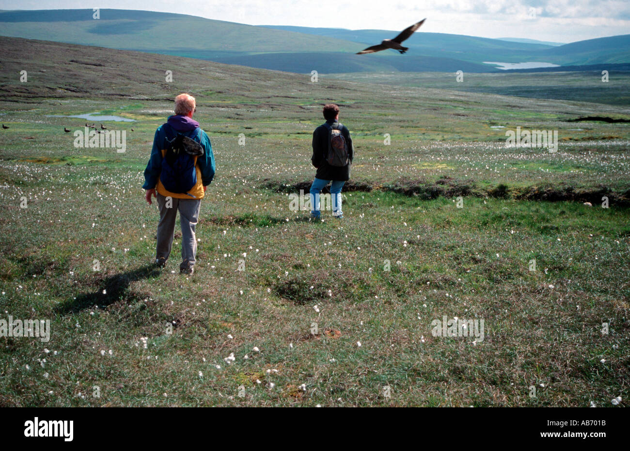 Die Great Skua Wanderer um ihre Jungen zu schützen auf dem Boden an Hermaness Unst Shetland Islands UK Großbritannien angreifen Stockfoto