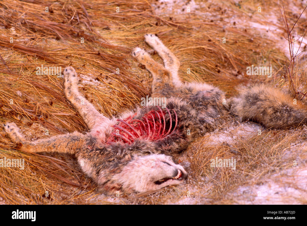Kadaver von einem Kojoten (Canis Latrans) getötet von einem Fahrzeug auf einer Autobahn im Winter in British Columbia Kanada Stockfoto