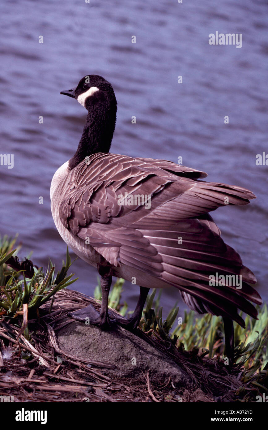 Kanadagans (Branta Canadensis), die auf einem Felsen am Wasser Stockfoto