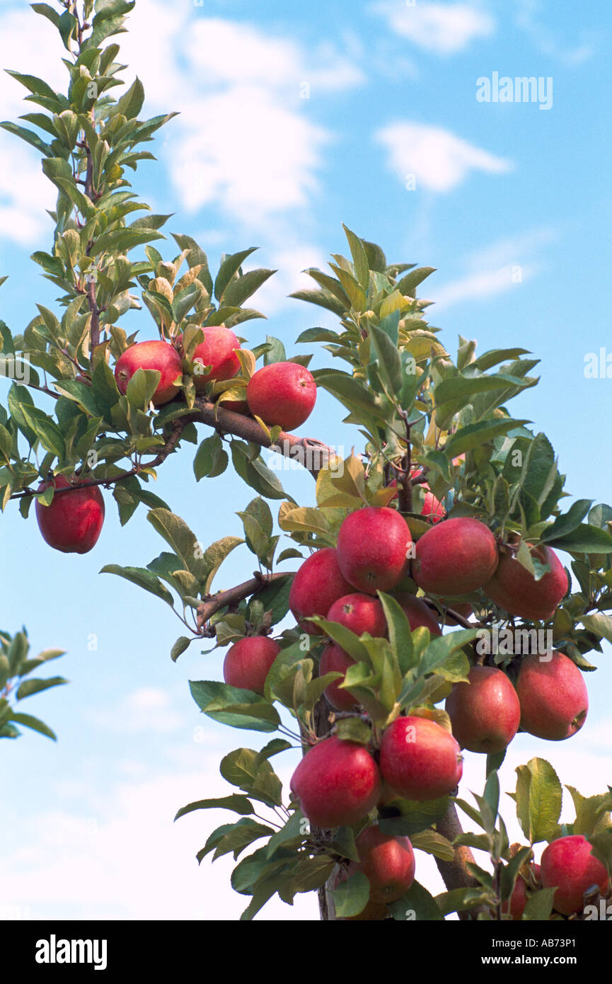 Die Reifen Äpfel an einem Baum in einem Obstgarten im Okanagan Valley in British Columbia Kanada Stockfoto