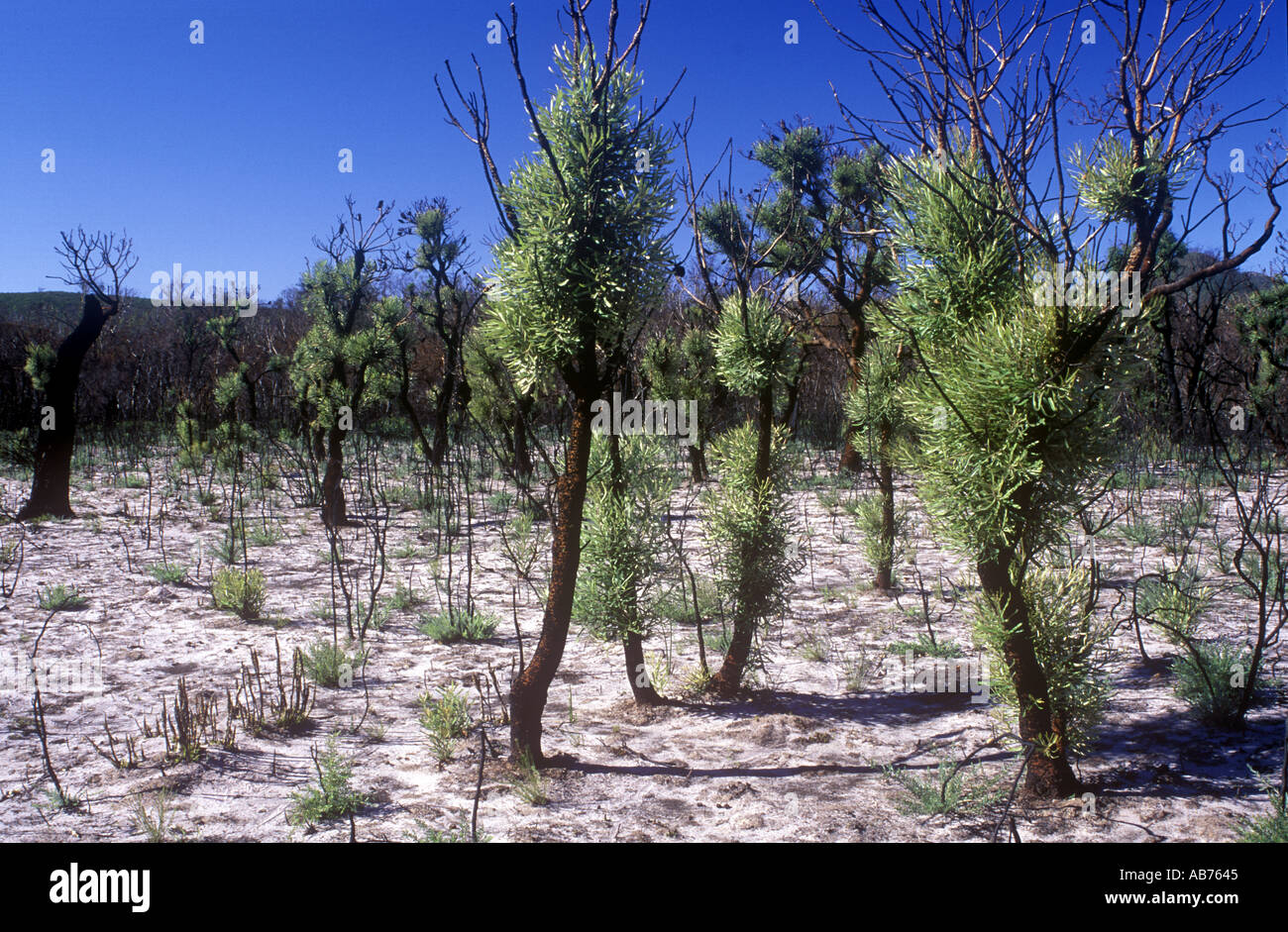 Australien Western Australia Stirling Range Nationalpark verjüngende Flora auf Buschlandschaft Bäume in einem Bereich Feuer beschädigt Stockfoto