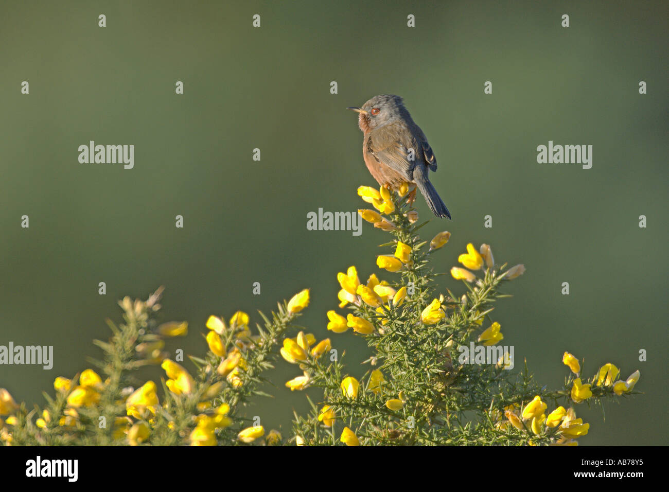 Dartford Warbler Sylvia Undata Frühling männlichen auf Ginster Surrey England April Stockfoto