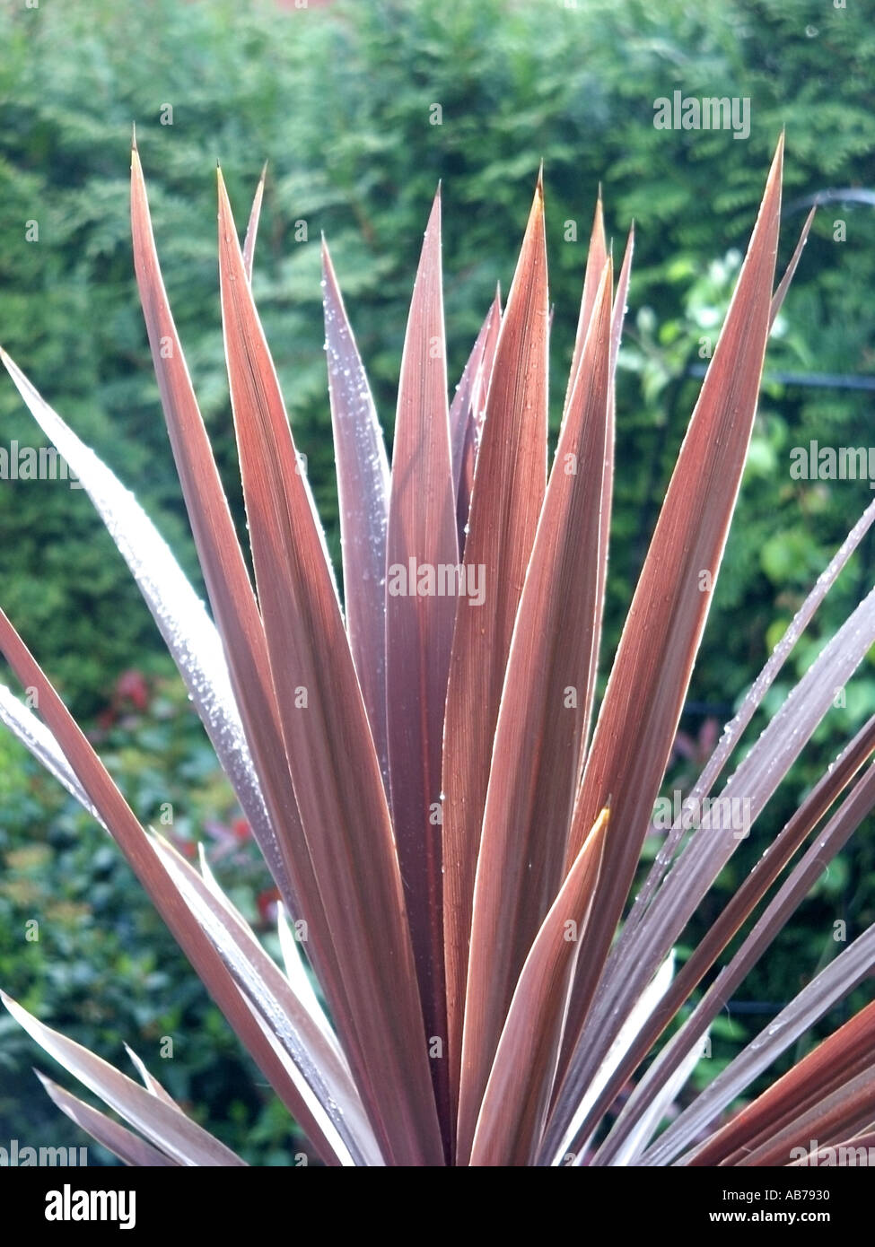 Essex spiky Red Laub der immergrünen Cordyline Pflanze im Hausgarten, auch bekannt als Kohlpalme England UK Stockfoto