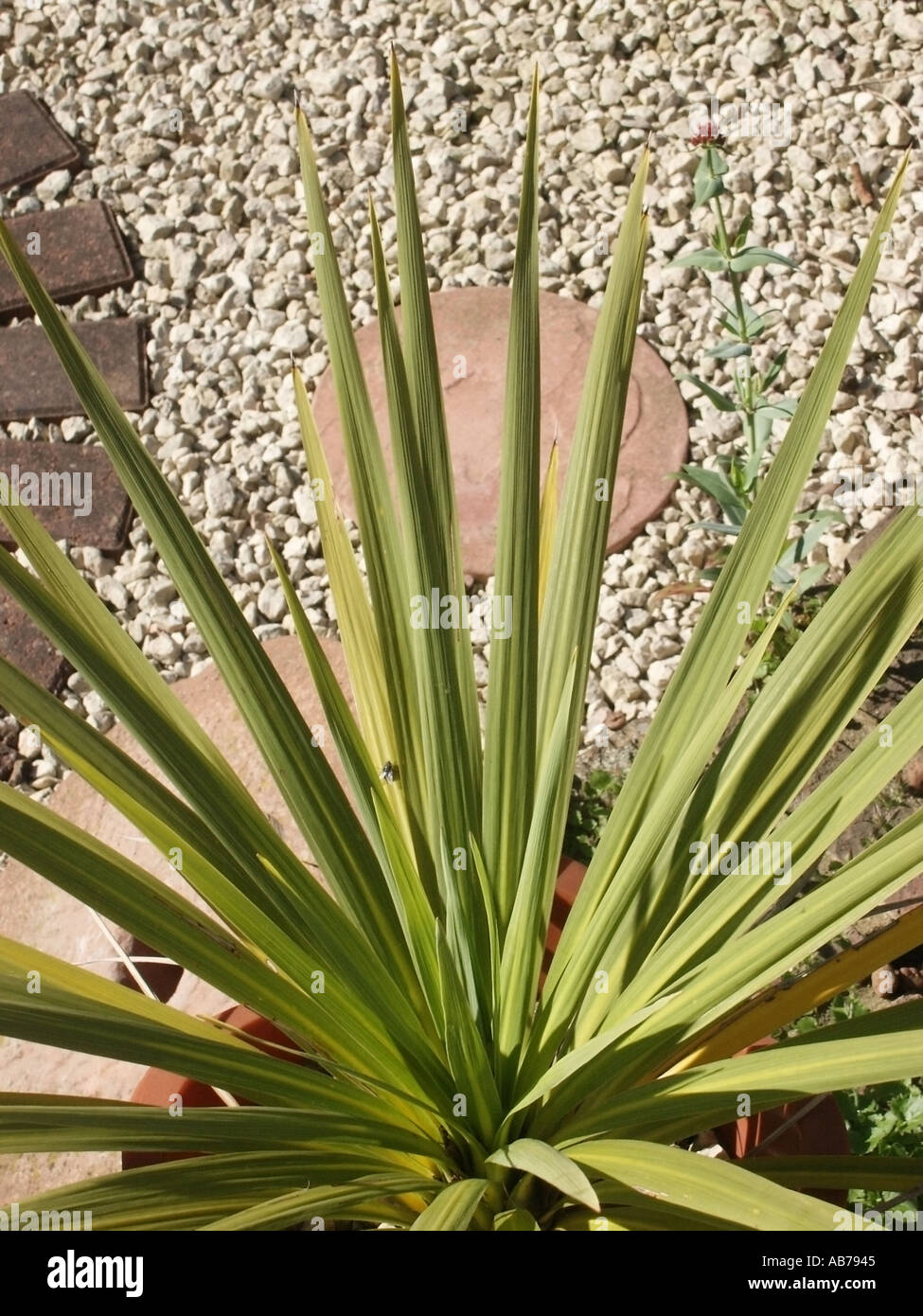 Essex stachelige grüne Blätter immergrünen Cordyline Pflanze im heimischen  Garten auch bekannt als eine Kohl-Palme Stockfotografie - Alamy