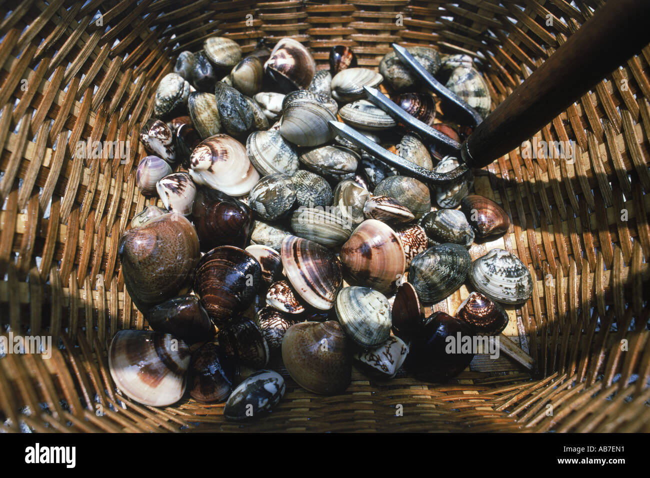 Korb mit kurzen necked Muscheln in Vielfalt der japanischen Küche verwendet Stockfoto