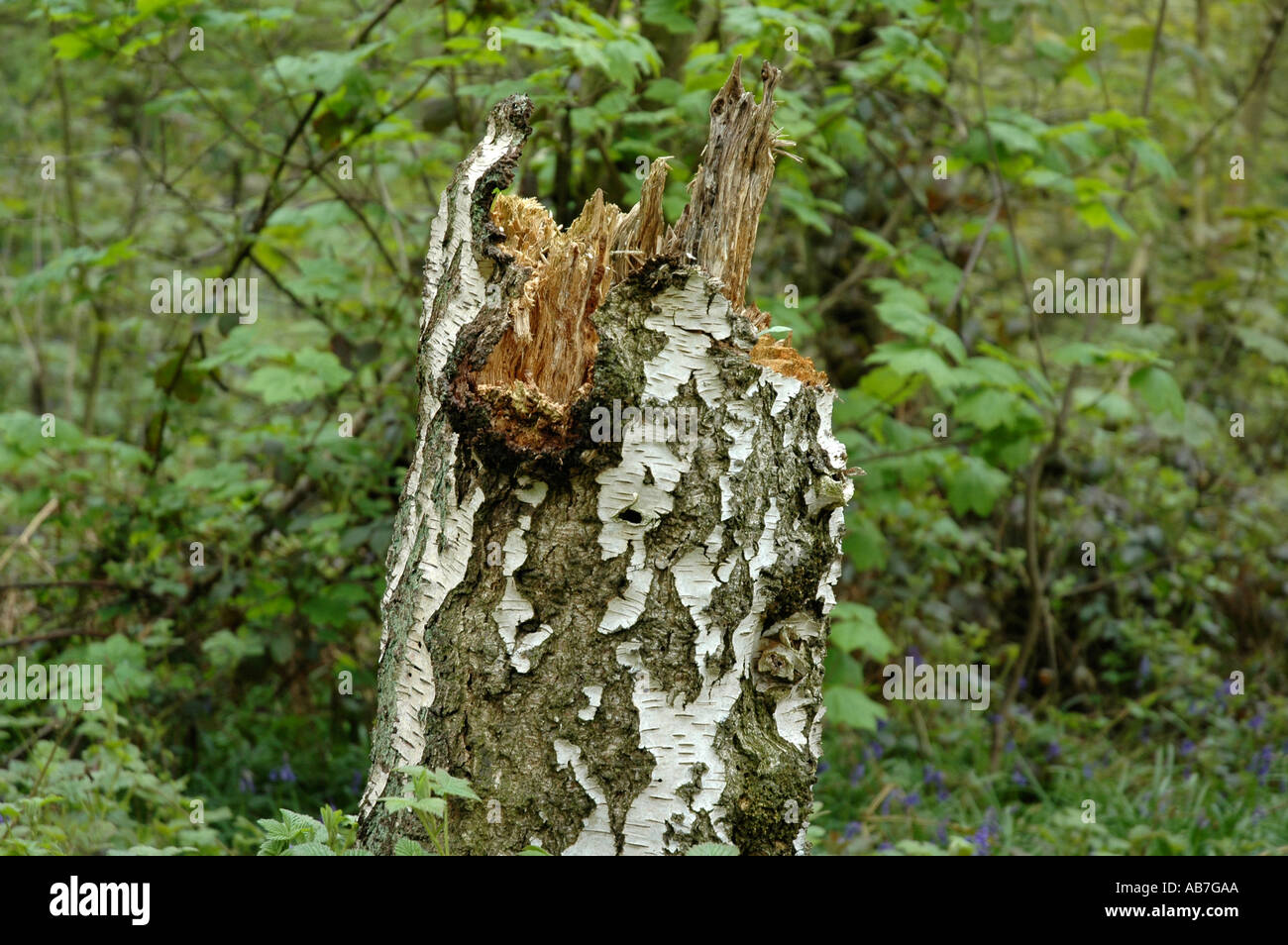 Faule Birke Baumstumpf England Stockfoto