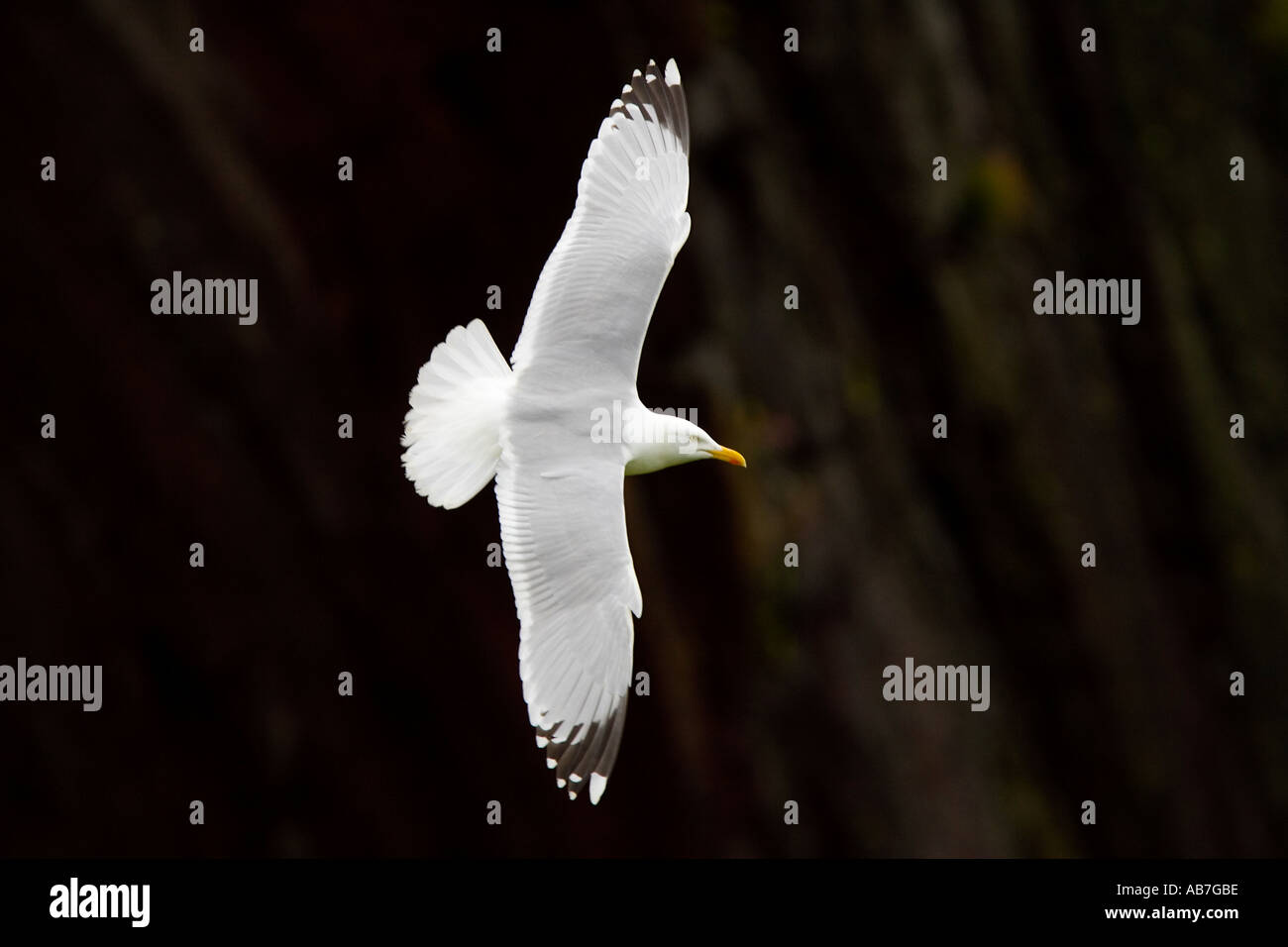 Weniger schwarz unterstützte Möve Larus Fuscus anzeigen Fron oben im Flug mit Flügel ausgestreckt gegen schön dunkel aus Fokus Felsen Stockfoto