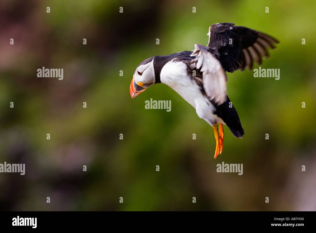 Papageitaucher Fratercula Arctica im Flug mit Flügel zurück und Füße unten mit schönen Out-of-Fokus-Hintergrund-skokholm Stockfoto