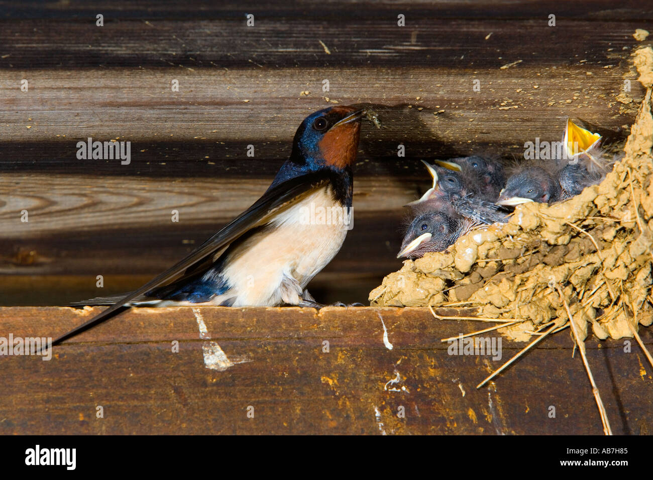 Schwalbe Hirundo Rustica am nest Fütterung Young im alten Bauernhof Scheune Potton bedfordshire Stockfoto