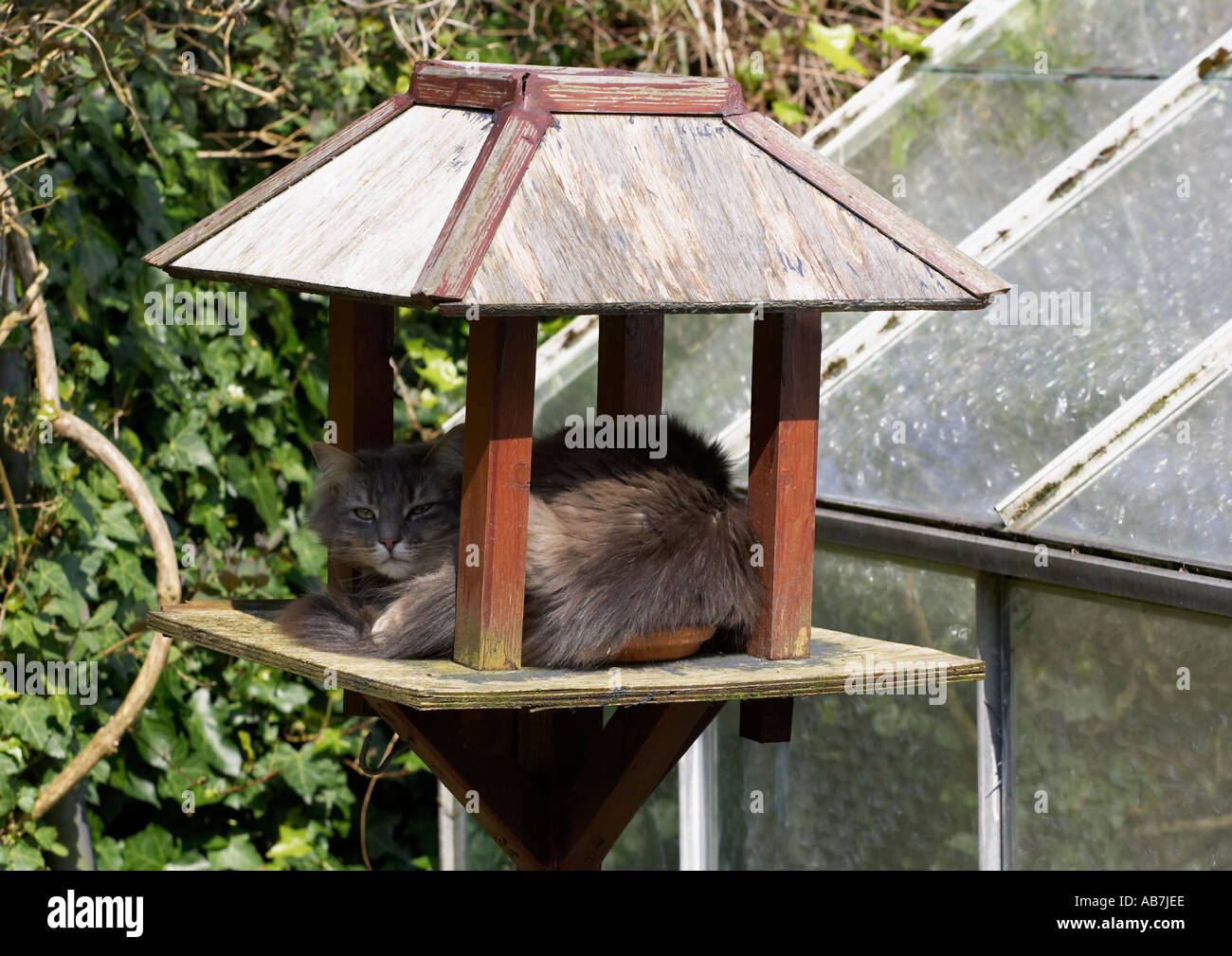 Schläfrig, flauschig, graue Katze entspannen und Verlegung auf einem Gartenvogel-Tisch im Schatten, die Schale von Futtermitteln, unter seinen Schweif - Yorkshire, England, UK. Stockfoto