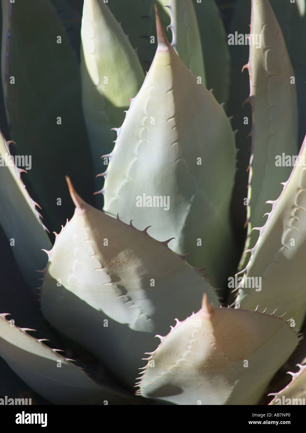 Nahaufnahme einer Agave Pflanze Phoenix Arizona USA Stockfoto