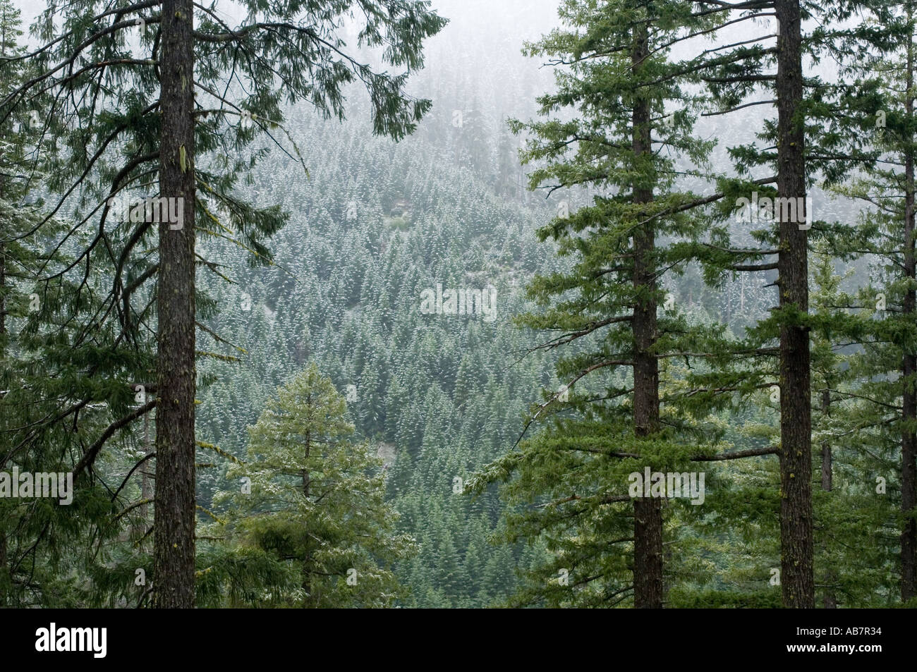 USA OREGON Spring Schneefall in montane Wald Siskiyou National Forest, obere Sucker Creek Valley SISKIYOU MOUNTAINS Stockfoto