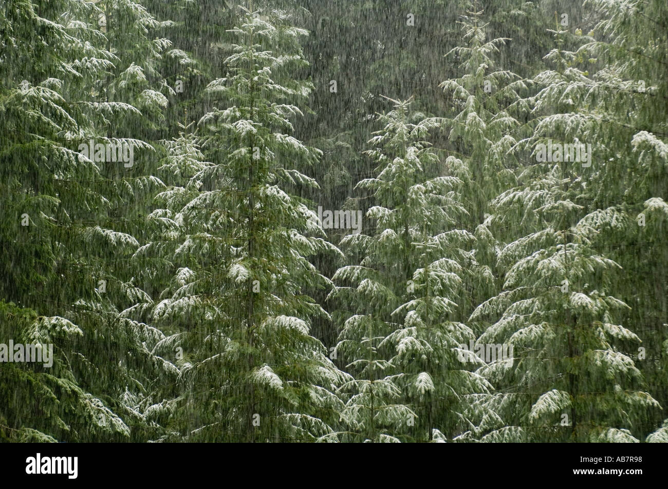 USA OREGON Spring Schneefall SISKIYOU MOUNTAINS Juni Oregon Caves National Monument südlichen Oregon Stockfoto