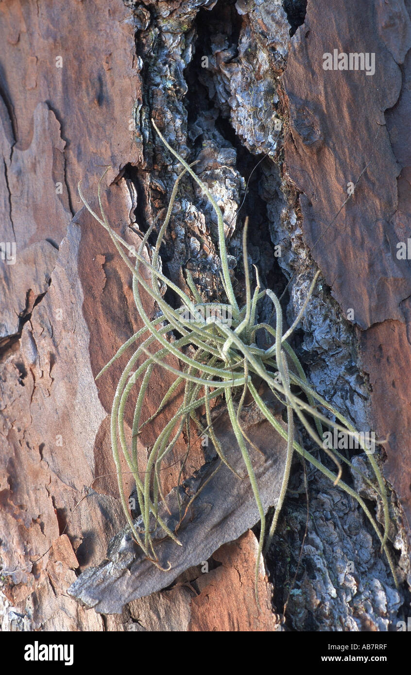 Ball-Moos (Tillandsia Recurvata), Pflanzen epiphytisch auf einem Stiel, Florida Stockfoto