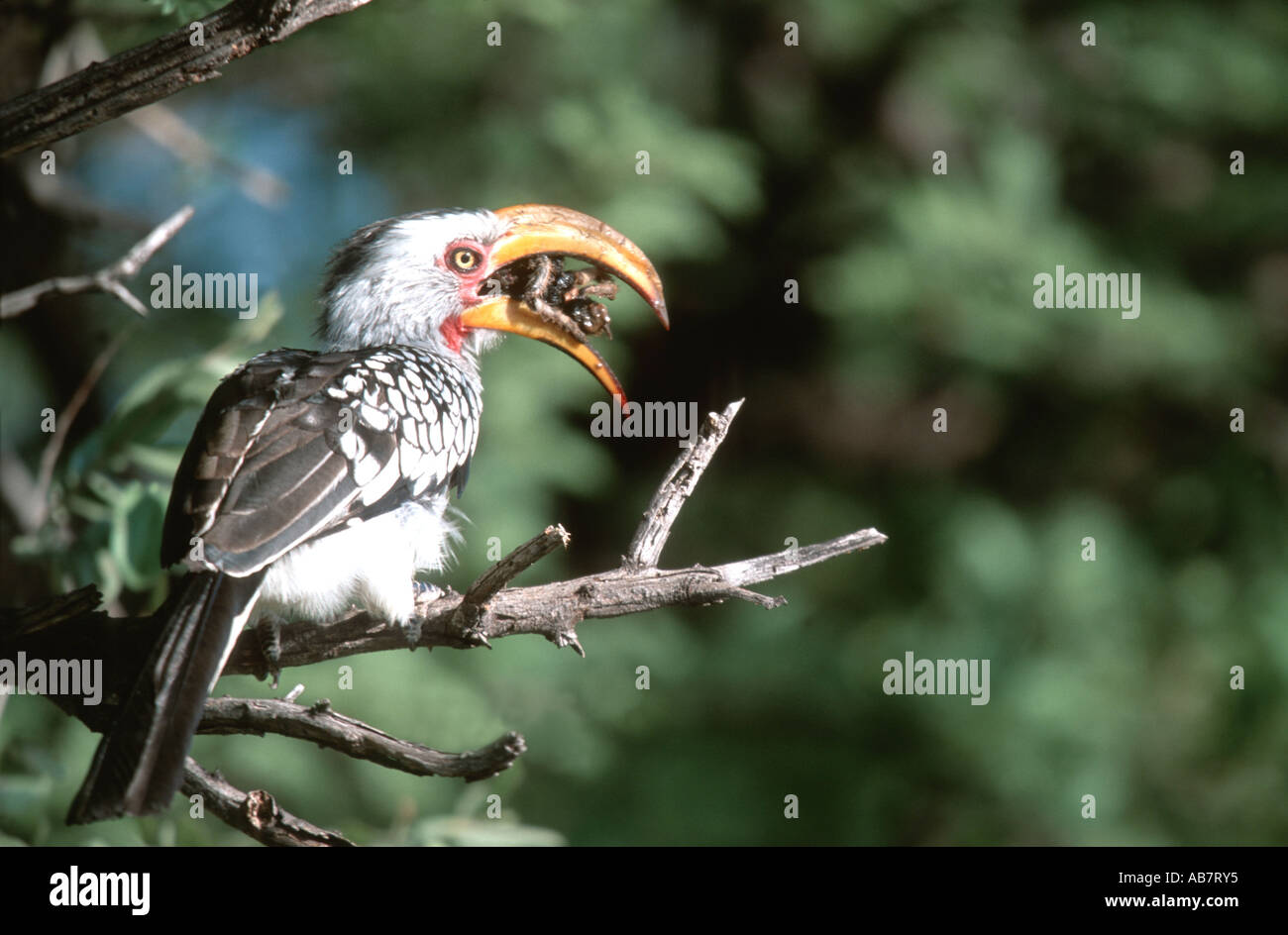 gelb-billed Hornbill (Tockus Flavirostris), mit erbeuteten Spinne, Botswana Stockfoto