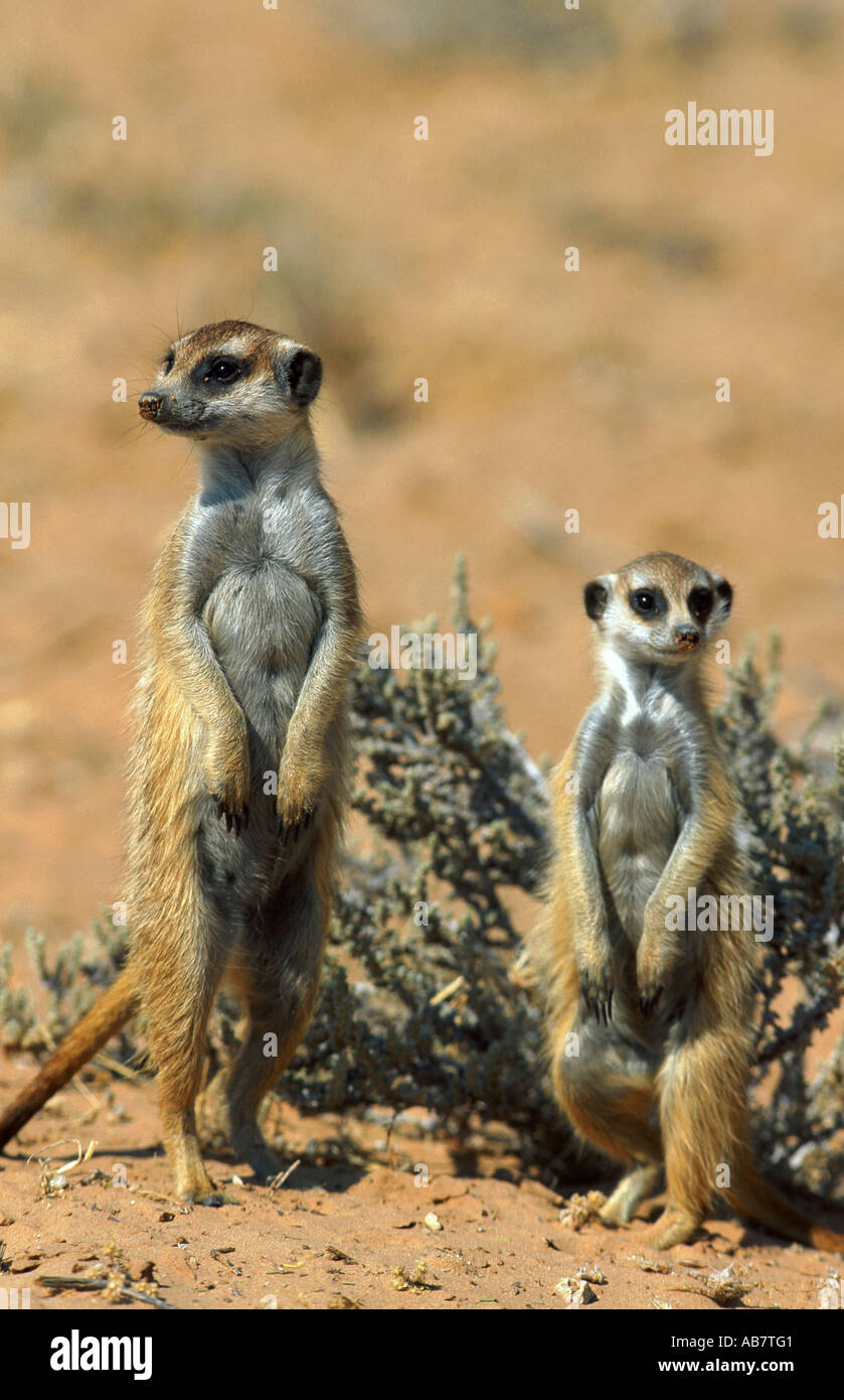 Suricate, schlank-tailed Erdmännchen (Suricata Suricatta), wachsam, Südafrika Stockfoto Suricate, schlank-tailed Erdmännchen (Suricata Suricatta), wachsam, Südafrika Stockfoto
