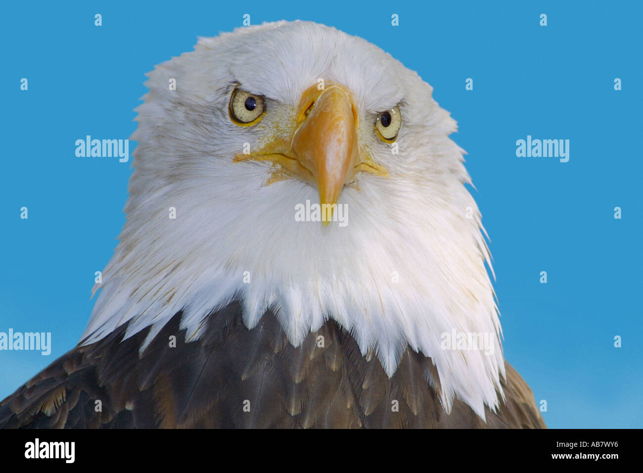 Weißkopfseeadler (Haliaeetus Leucocephalus), portrait Stockfoto