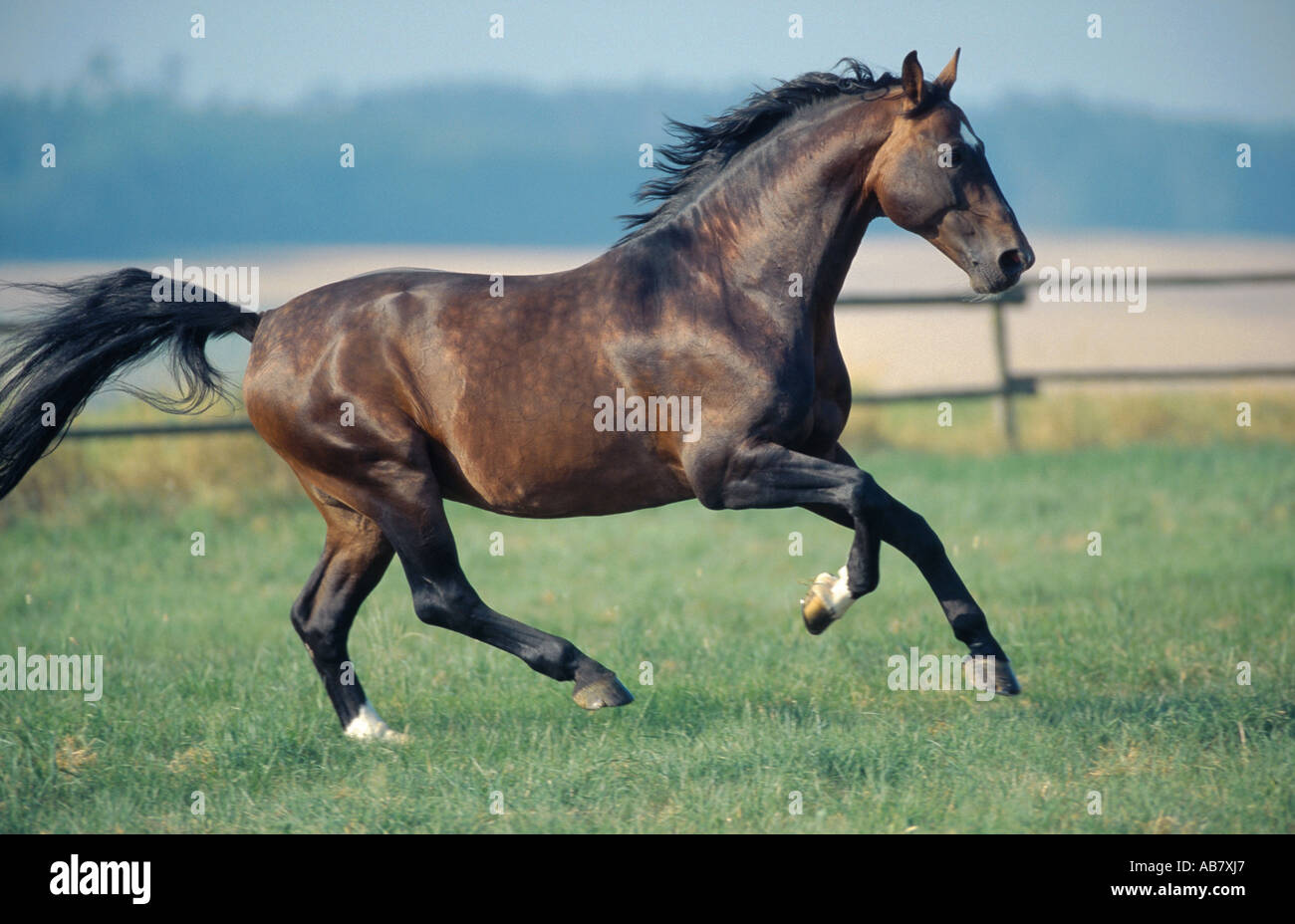 Hannoveraner Pferd, deutsches Warmblut (Equus Przewalskii F. Caballus) Hengst im Galopp über Fahrerlager Stockfoto