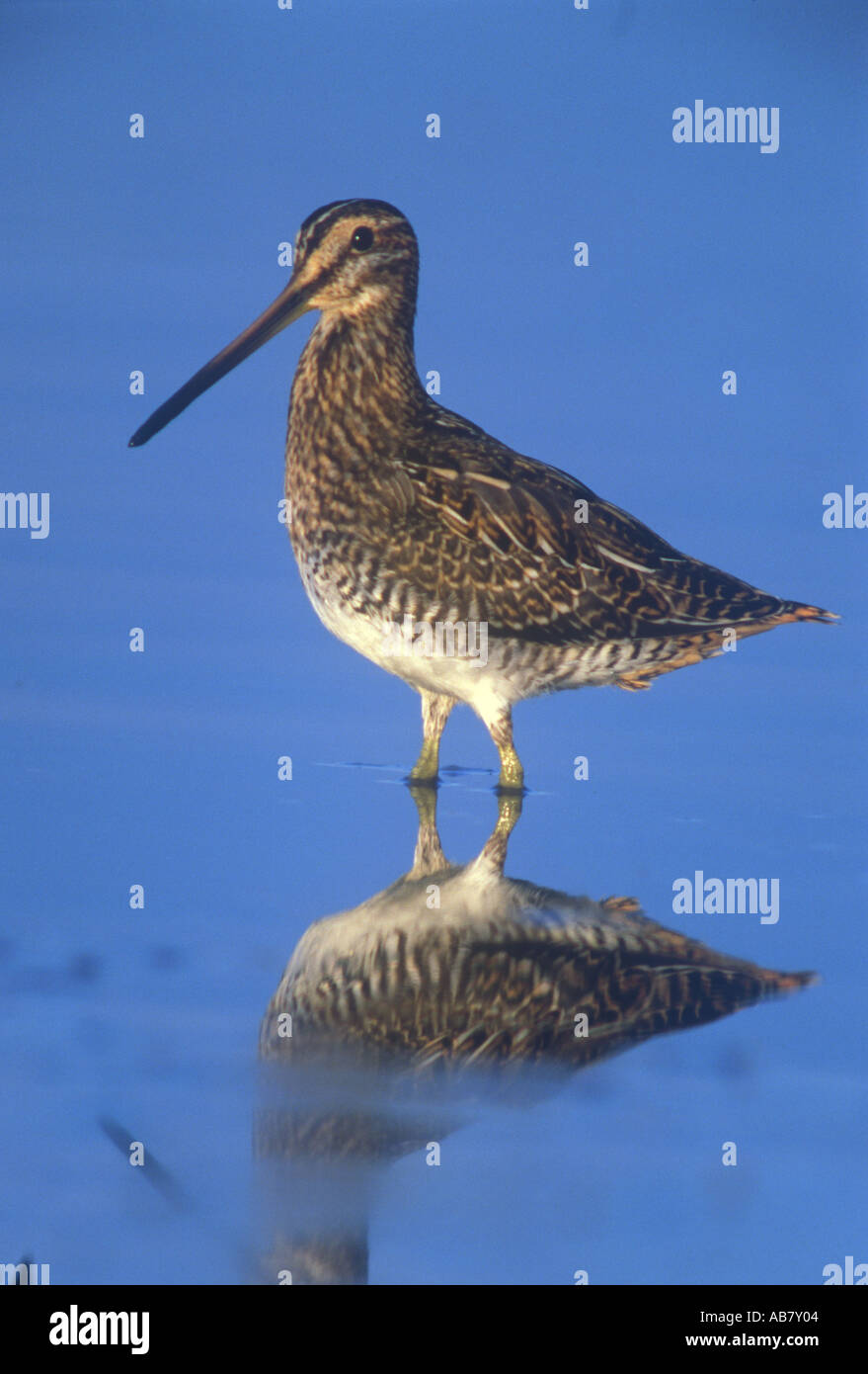 Snipe Vögel Natur Umwelt Wales Stockfoto