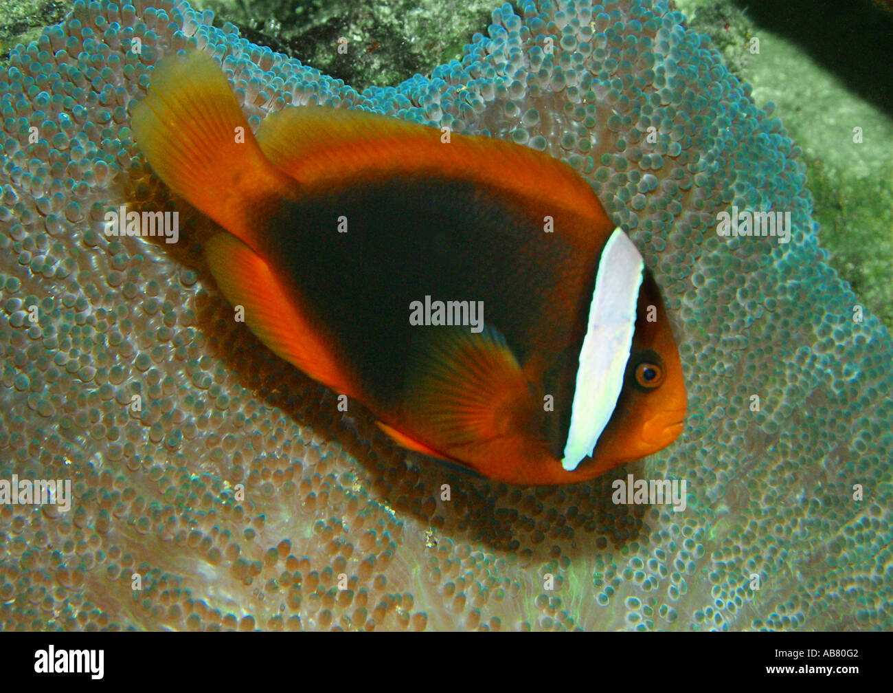 orangefarbene Clownfische, Clown Anemonenfische (Amphiprion Percula), Symbiose mit Seeanemonen Stockfoto