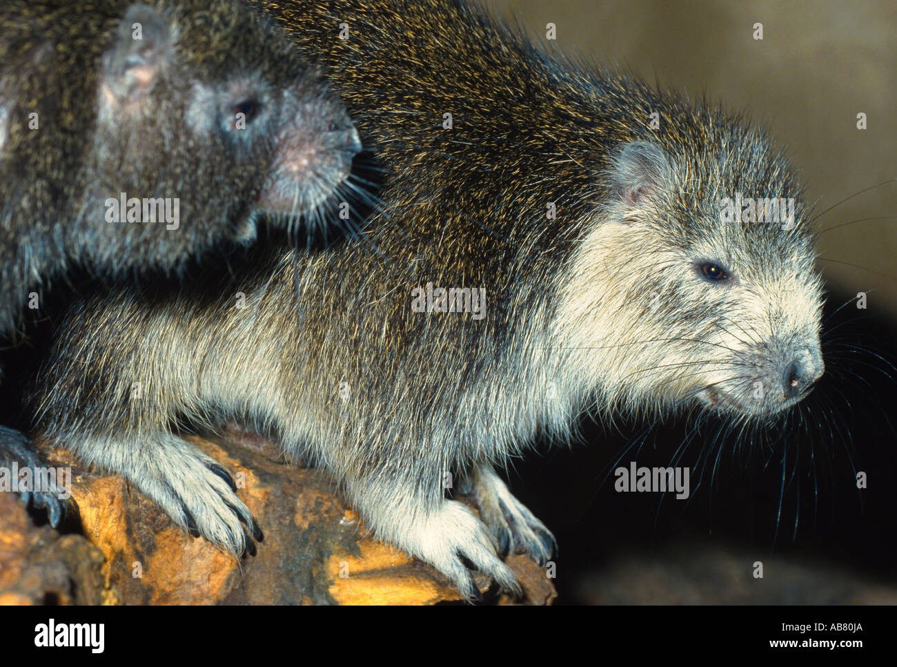 Desmarest Baumratte (Capromys Pilorides) Stockfoto