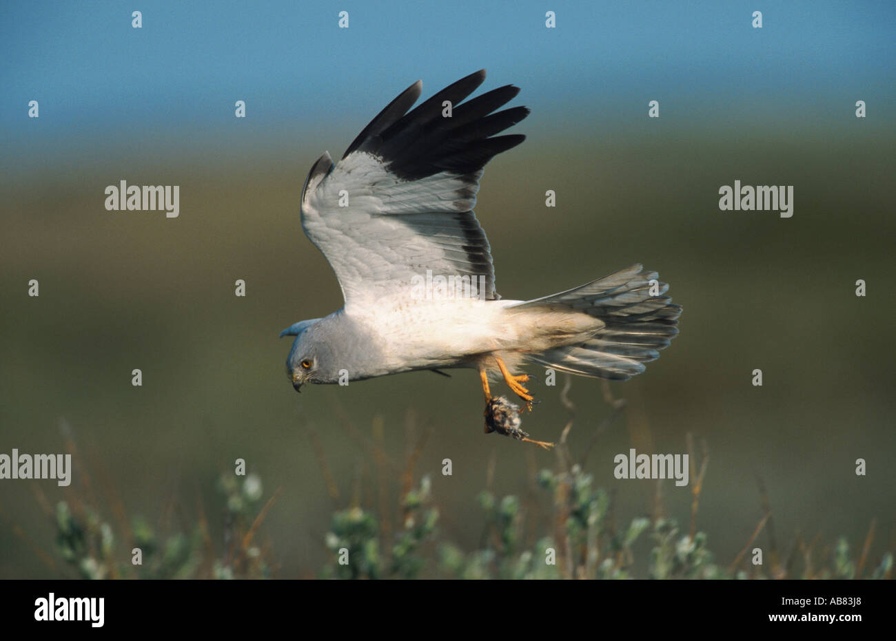 Kornweihe (Circus Cyaneus), Männlich, fliegen, Niederlande, Nordseeküsten Stockfoto