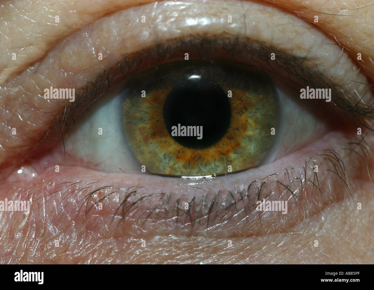 menschliches Auge, offene Pupilla, Serie 1 von 2 Stockfoto