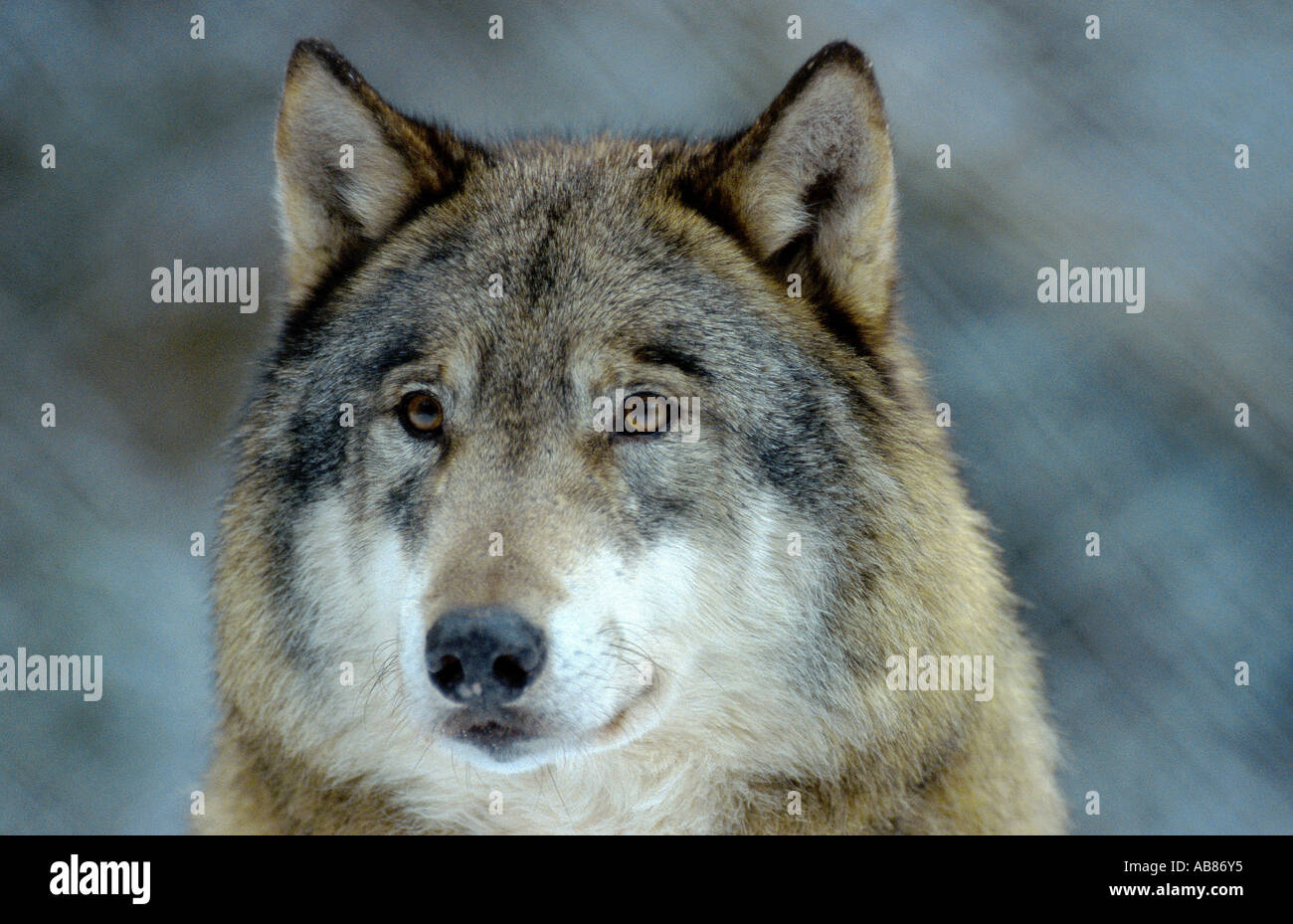 Europäische graue Wolf (Canis Lupus Lupus), Deutschland, Saarland, Merzig Stockfoto