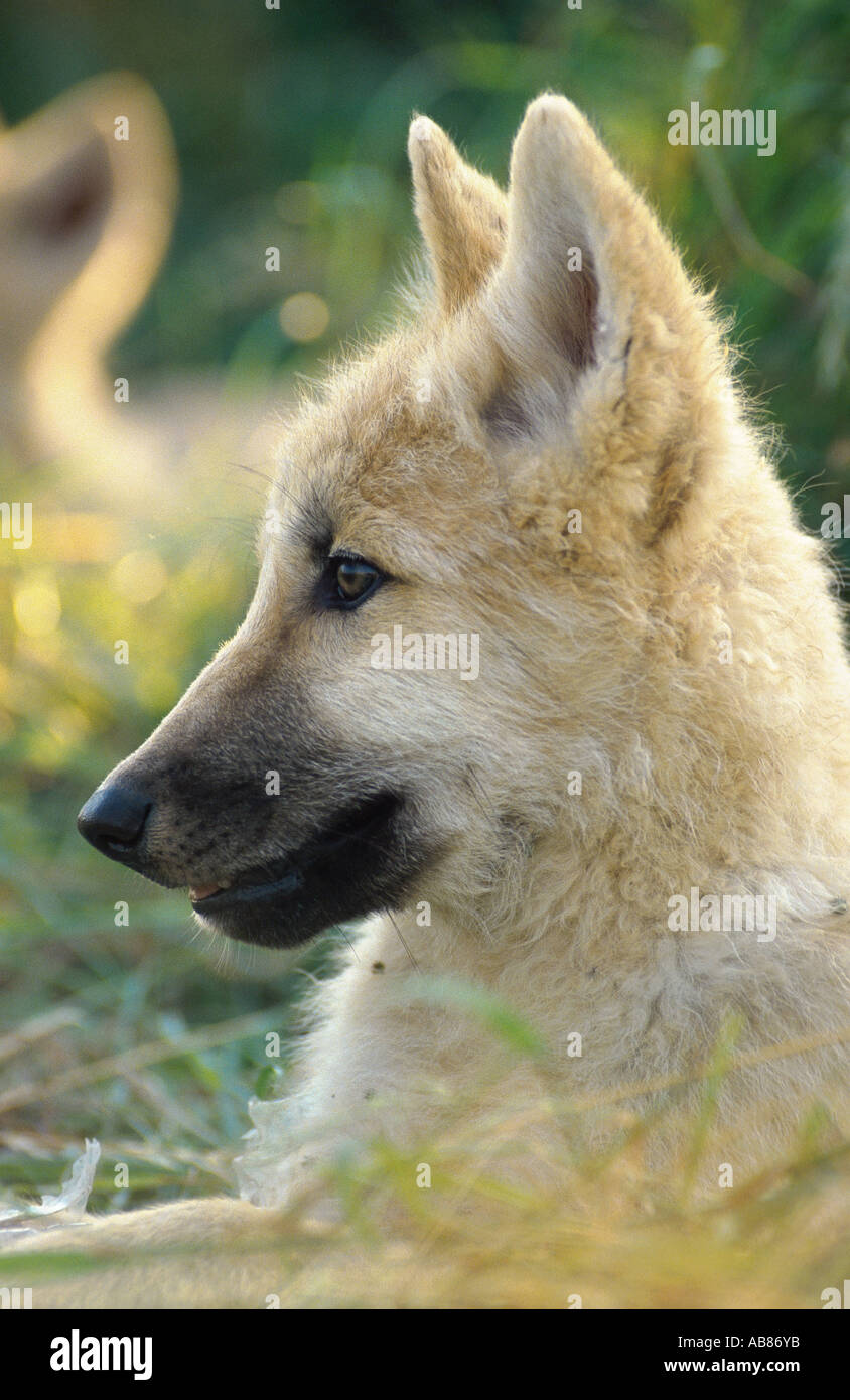 Europäische graue Wolf (Canis Lupus Lupus), jungen Wolf, Deutschland, Saarland, Merzig Stockfoto