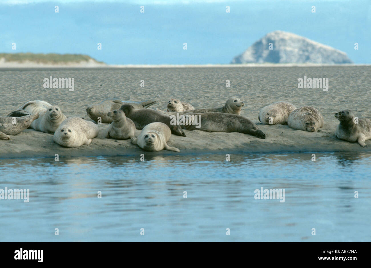 Harbor Seal, Seehunde (Phoca Vitulina), Gruppe liegen an Land, USA, Kalifornien Stockfoto