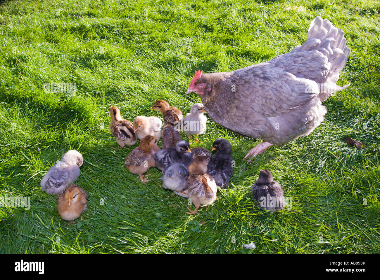 Glucke mit Küken unter eine Woche alt aus durch mehr als eine Henne voller Pflanzen von der Fütterung gelegten Eiern geschlüpft Stockfoto